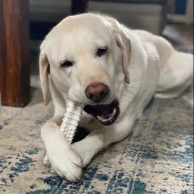 Gus