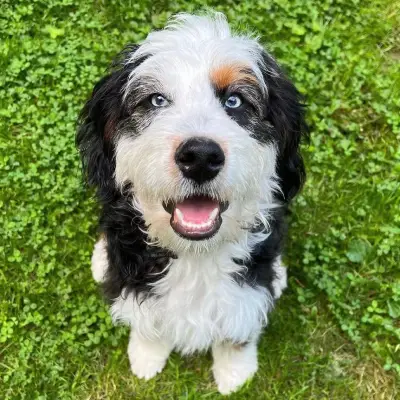 Oakley